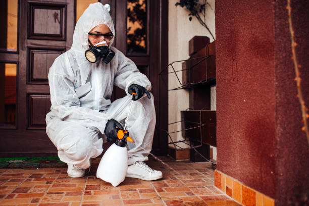 Attic and Crawl Space Rodent Treatment in Hamilton