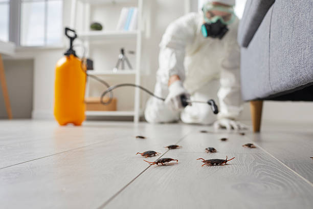 Commercial Rodent Management in Hamilton